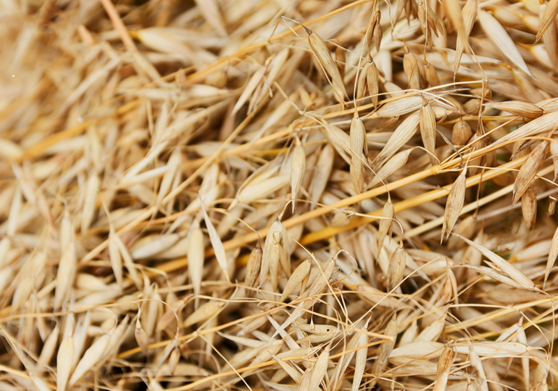 Beta-Glucan