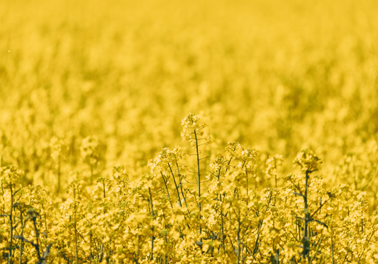 Canola