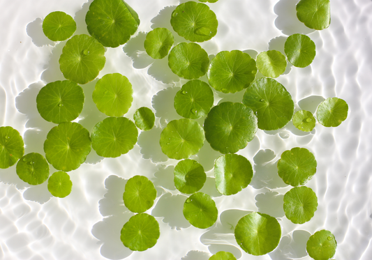 Centella Asiatica (Cica)