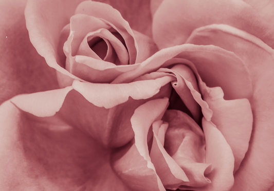 Damascener Rose