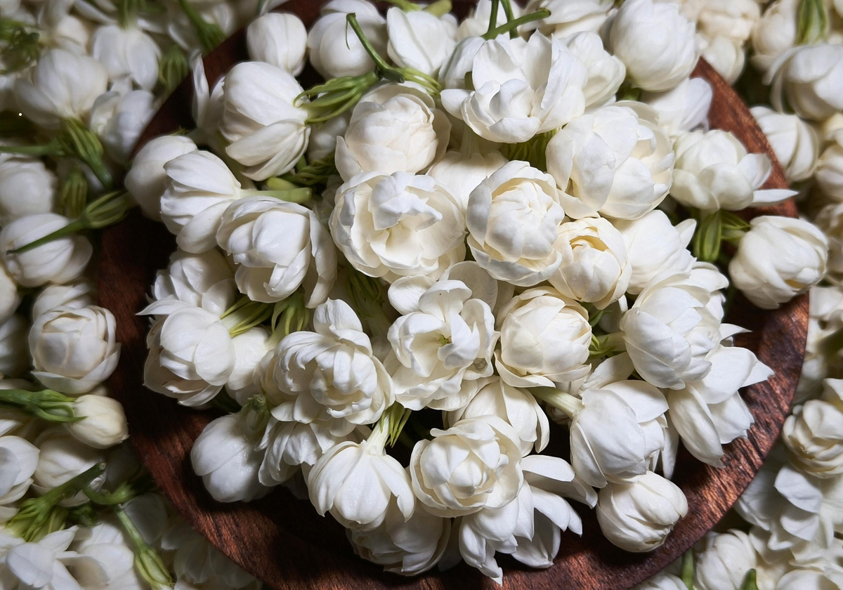 Gardenia Jasminoides