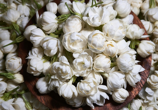 Gardenia Jasminoides