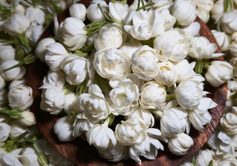 Gardenia Jasminoides