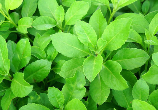 Gynura procumbens
