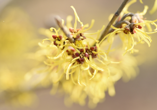 Hamamelis
