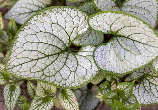 Heartleaf