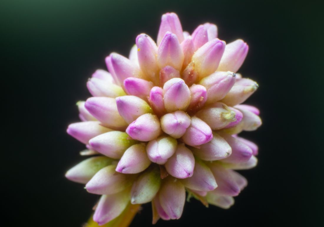 Japanischer Staudenknöterich