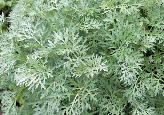 Artemisia Scoparia